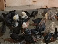 Chickens — foto 3