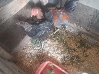 Chickens — عکس 3