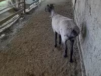 Гӯсфандон (партия, ҷинс муайян нашудааст), Merino sheep — акс 5