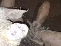 猪（批次，未指定性别）, Мангалица — 照片 1