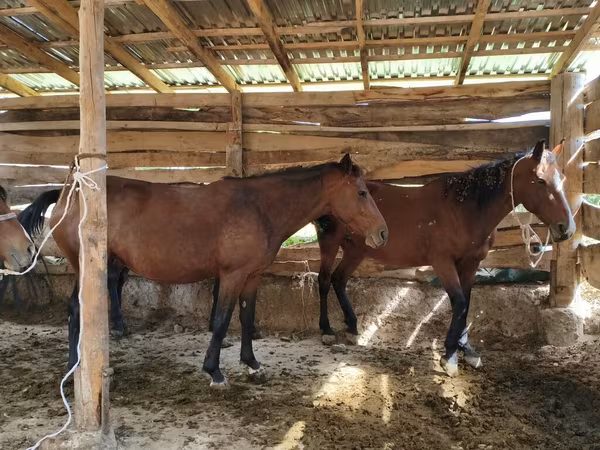 Kısrak, Arabian horse