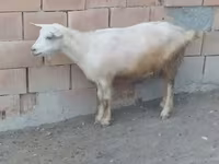 Cabras (lote, sexo no especificado), Cabras — foto 3