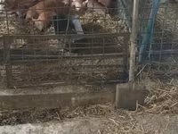 หมูป่าตัวผู้, Дюрок — รูปภาพ 3