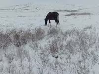 مادیان, Kazakh horse — عکس 2