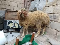 Ram, Schapen — foto 2