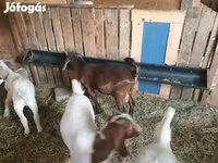 Теке, Boer goat — 3-сурет