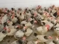 Chickens — รูปภาพ 3