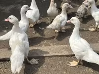Ducks — عکس 3