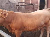Toro, Raza Auliékol — foto 5