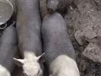 Sow, Pigs — photo 1