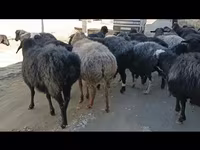 گوسفند (گروه، جنسیت مشخص نشده), Hissar sheep — عکس 5