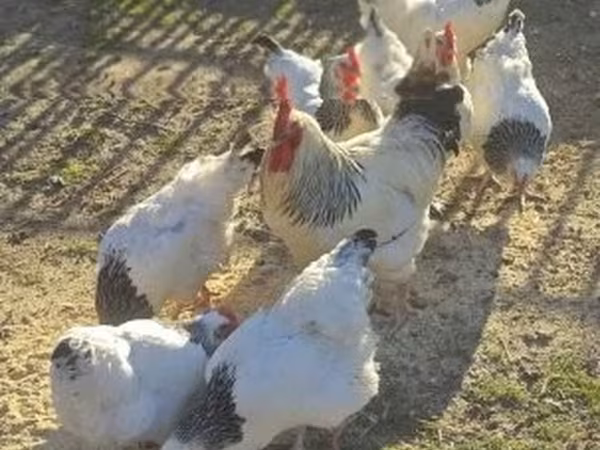 ساسکس