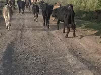 Bou, Bovine — foto 1