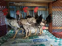 Chickens — foto 6
