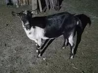 Capra, Capre — foto 5