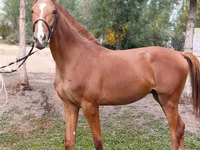 Hingst, Arabian horse — foto 1