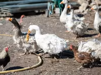 Geese — फ़ोटो 2