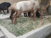قوچ, Edilbay sheep — عکس 2