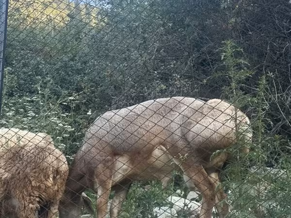 Sheep, Edilbay sheep — Kyrgyzstan