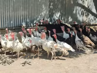 Turkeys — foto 1