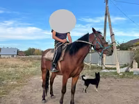 Caballo, Caballos — foto 4
