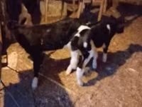 Bull, Cattle — photo 2
