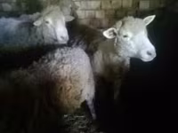 Biri-biri (lot, jantina tidak dinyatakan), Sheep — foto 3