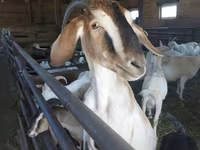 عنزة, Nubian Goat — الصورة 1