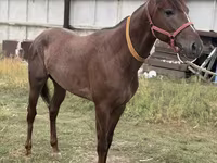 Aygır, Arabian horse — foto 7