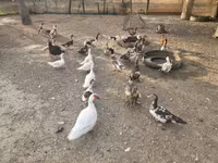 Ducks — 2-сурет