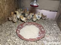 Chickens — foto 2