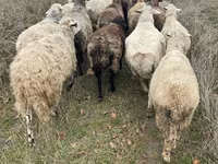 Widder, Schafe — Foto 1