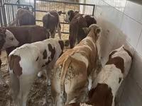 Ng'ombe dume, Simmental cattle — picha 1