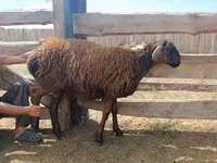 Κριός, Katum sheep — φωτογραφία 7