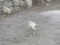 Chickens — รูปภาพ 1