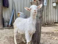 숫염소, Saanen goat — 사진 4