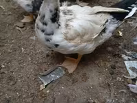 Muscovy domestica — foto 2