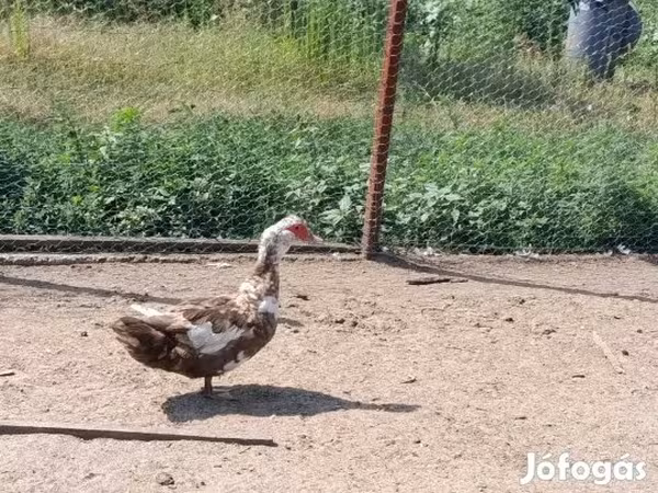 Ducks
