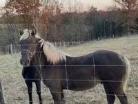 Hingst, Rocky Mountain Horse — foto 6