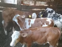 Бух, Simmental cattle — 1 зураг