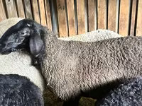 በግ, Hissar sheep — ፎቶ 4