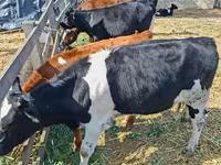 Kuh, Russian Black pied cattle — Foto 1