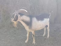 Koza, Alpine goat — fotografija 1