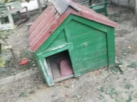 İt yuvası satılır - Material: taxtadan hazırlanmış, möhkəm karkas - — عکس 3