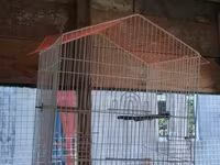 Vatsapla elaqe saxlasyin quslar qefesler Məhsul: Nimfa (Cockatiel) — foto 4