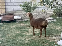Bélier, Hissar sheep — photo 4
