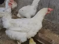 Chickens — foto 4