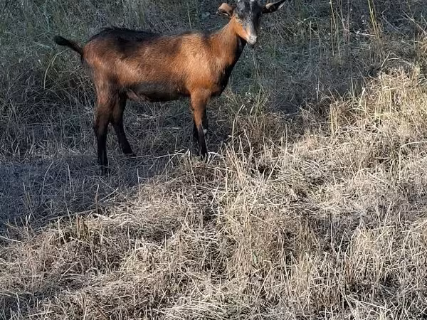 Echki, Echkilar — Moldova