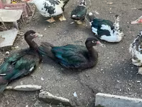 Turkeys — zdjęcie 1