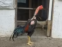 Chickens — عکس 4